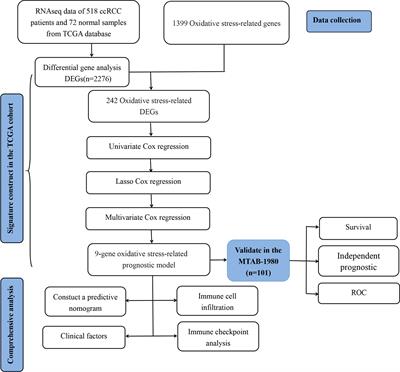 A novel oxidative stress-related genes signature associated with clinical prognosis and immunotherapy responses in clear cell renal cell carcinoma